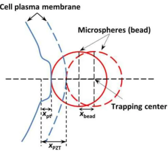 Figure 2. Schematic of bead-cell contact system. Dashed lines show initial cell-bead contact where there is no external force applied on the bead