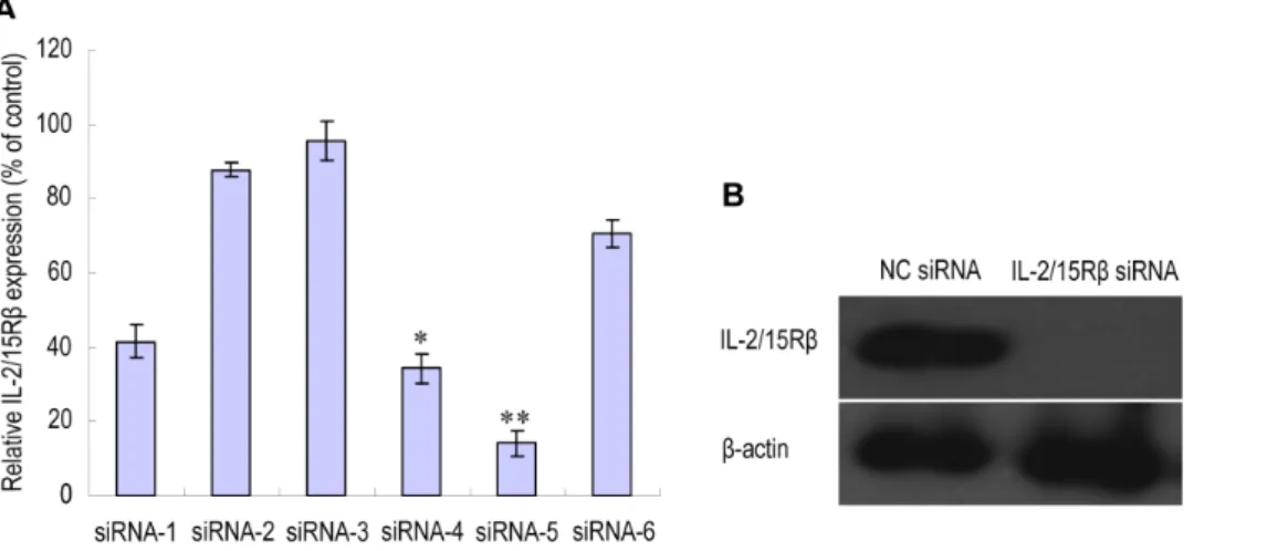 Figure 1. In vitro validation of siRNA sequences designed to target rat IL-2/15Rb. Six different IL-2/15Rb siRNA sequences were designed and rat peritoneal macrophages were transfected with each of the six siRNA duplexes or with a nontargeting negative con