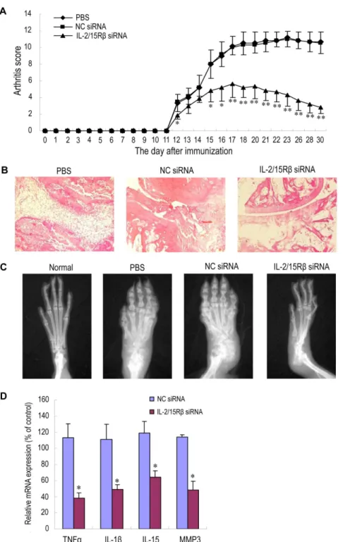 Figure 5. Therapeutic effects of PEI/IL-2/15Rb siRNA complexes on AA rats. Male Wistar rats (n = 6 per group) were given Freund’s complete adjuvant in the left hind footpad on day 0