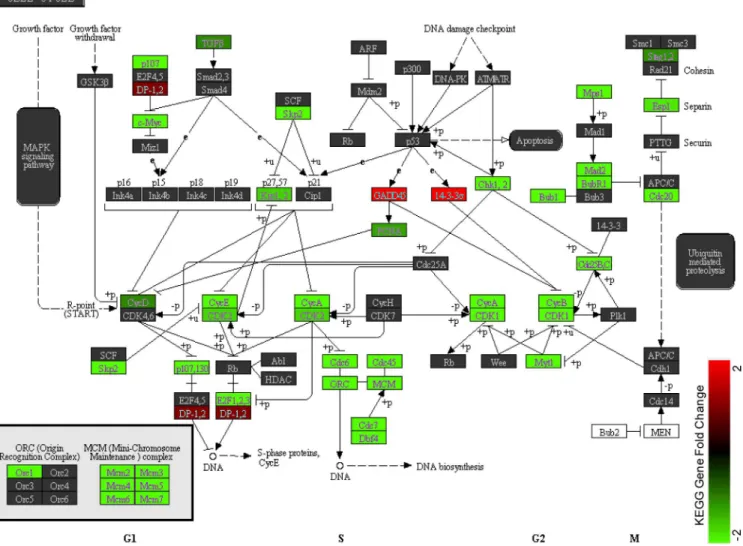 Fig 5. KEGG pathway map of the cell cycle. Cell cycle associated genes are significantly enriched in the list of differentially expressed genes (p = 8.6 x 10 −9 )