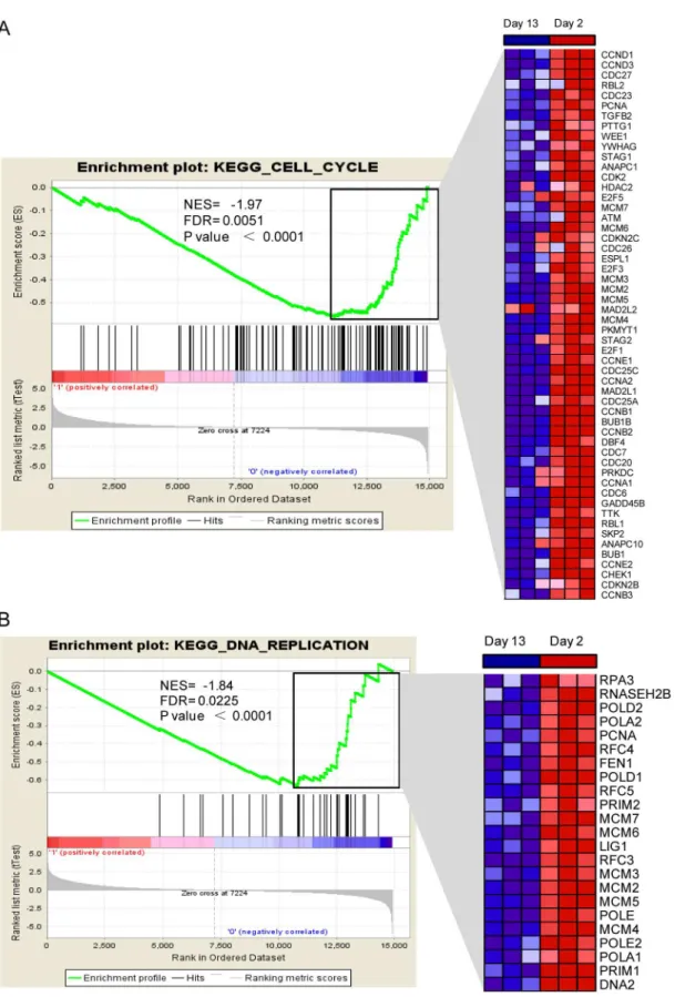 Fig 6. Gene Set Enrichment Analysis (GSEA) of 13-day-old versus 2-day-old mouse hearts