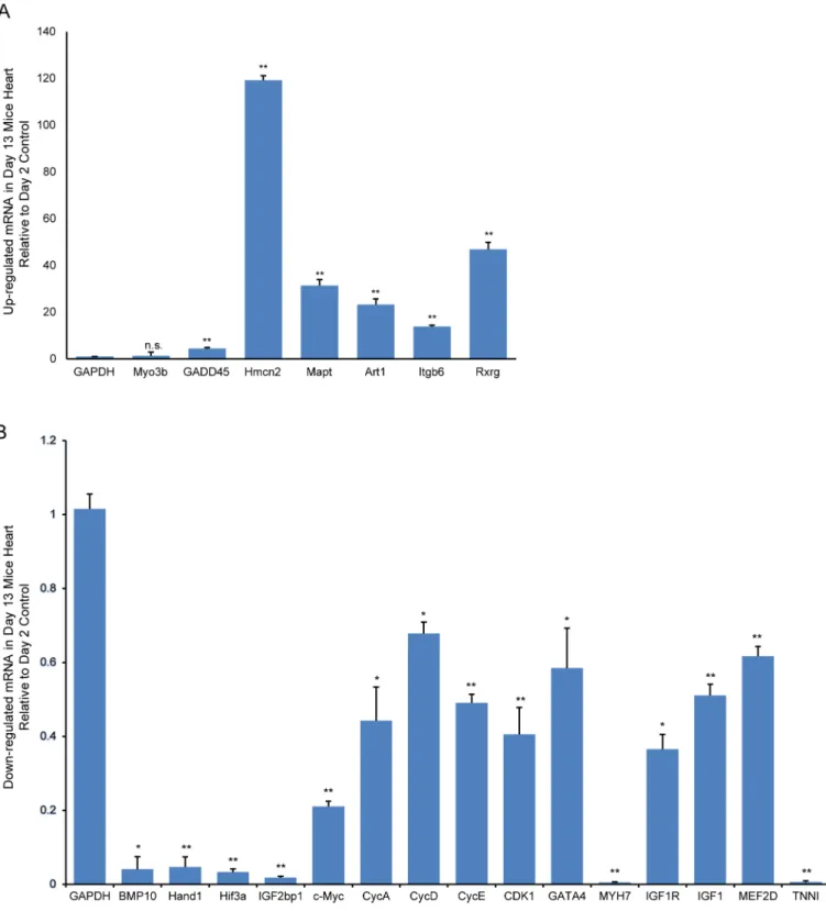 Fig 9. RT-qPCR validation of representative differentially expressed genes. Up- (A) and down-regulated (B) in 13-day-old versus 2-day-old mouse hearts