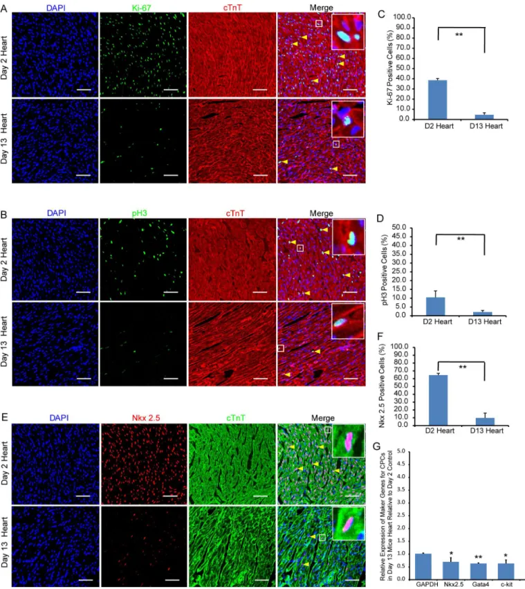 Fig 2. Extent of cardiomyocyte proliferation and differentiation in 2- and 13-day-old mouse hearts