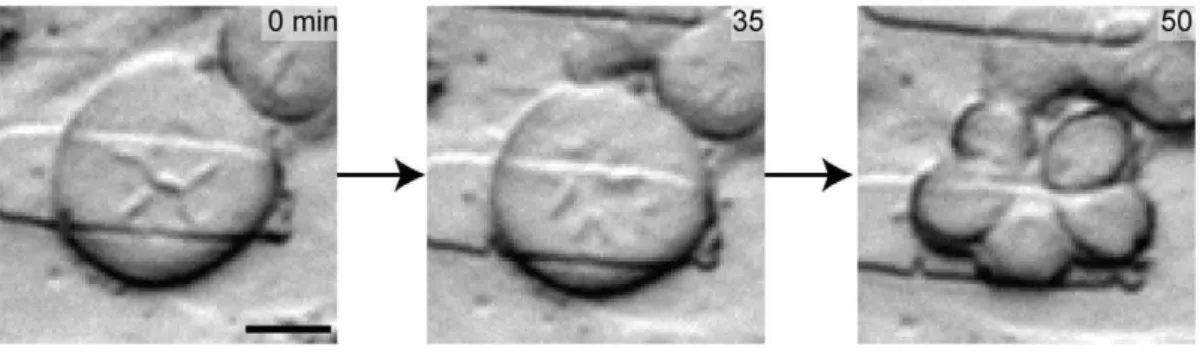 Figure 5. A penta-daughter cell division may lead to aneuploid daughter cells. As a qualitative example, this cell is in a partially confined state between 3–7 mm