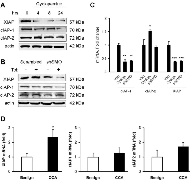 Figure 1. Smoothened inhibition down-regulates both cIAP-1 and XIAP expression. A, Cell lysates from KMCH cells treated with cyclopamine (5 mM) for the indicated times were immunoblotted for cIAP-1, cIAP-2 and XIAP