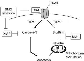 Figure 7. SMO inhibition sensitizes cells to TRAIL-induced apoptosis by increasing DR4 and decreasing XIAP protein levels, thereby switching cells from Type II to Type I death receptor signaling