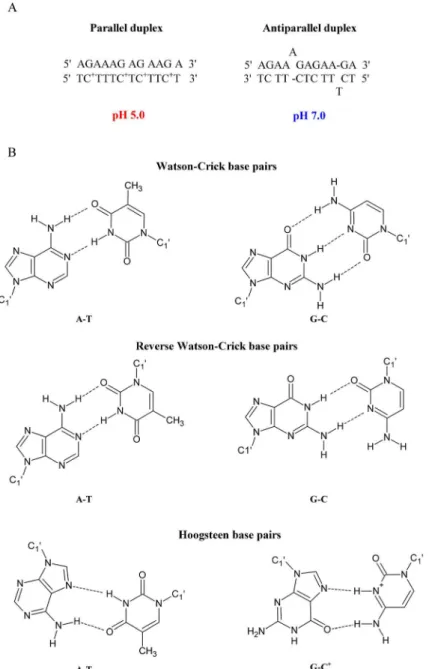 Fig 1. Parallel and antiparallel-stranded DNA duplexes depending on pH value (A) and chemical structure of the Watson-Crick and reverse Watson-Crick as well as Hoogsteen base pairs (B).