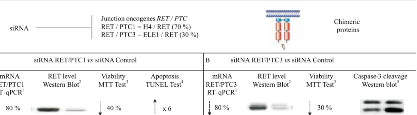 Fig 1. Summary of the main results obtained in vitro after knocking-down by siRNA RET/PTC junction oncogene