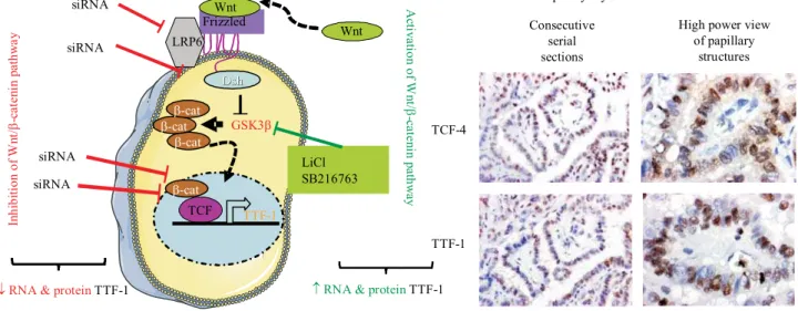 Fig. 2. Summary of the main results obtained in vivo after squalenisation of siRNA. A – squalenisation of siRNAs (the squalene was covalently coupled to therapeutic siRNAs (siRNA RET/PTC1 or to siRNA RET/PTC3) or to siRNA Control modified in the 3’-end sen