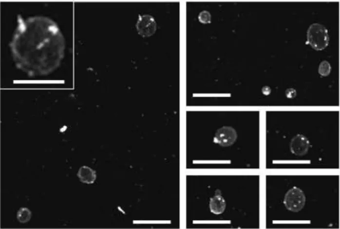 Fig. 7. UVP video images of the unidentified large objects at MAR.