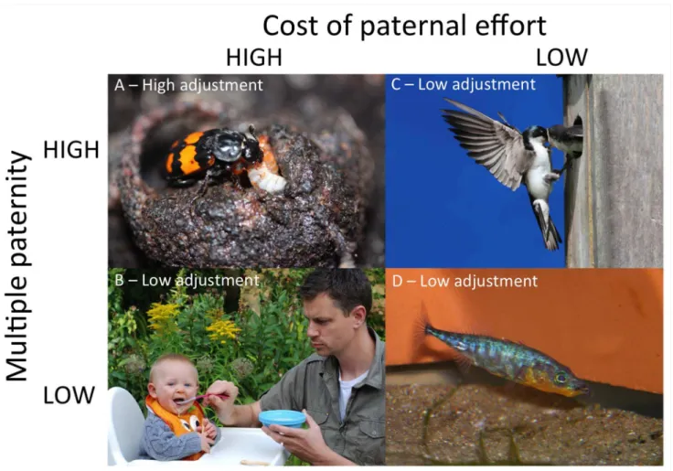 Figure 3. Four case studies of paternal care adjustment in response to female promiscuity
