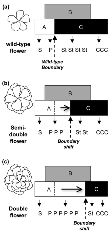 Figure 7. Model for selection of double roses. In wild-type roses (a), the petal/stamen boundary is very stable, as all wild species have 5 petals