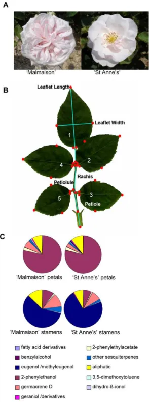 Figure 2. ‘Malmaison’ and ‘St Anne’s’ rose varieties display highly similar phenotypes, except for floral architecture