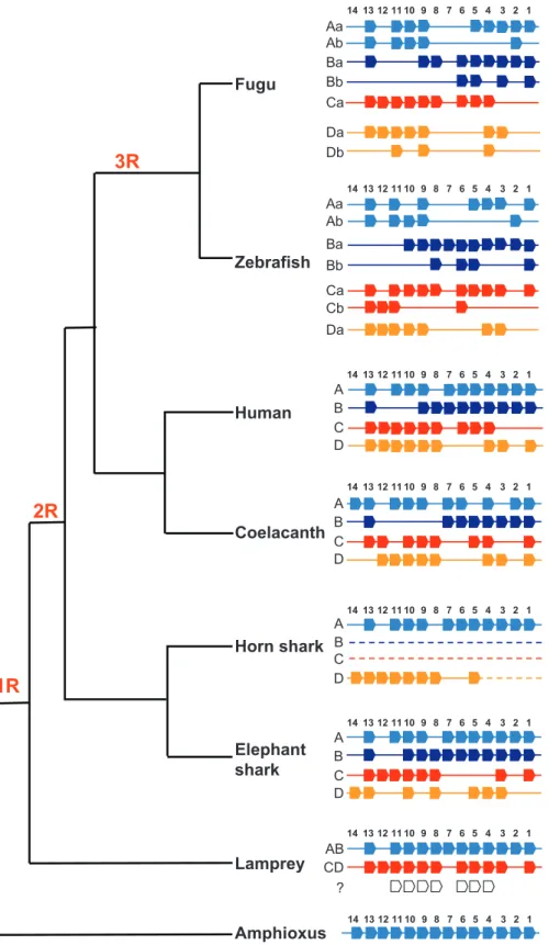 Figure 5. The Evolution of Vertebrate Hox Cluster Organization and the History of Whole-Genome Duplications in Vertebrates