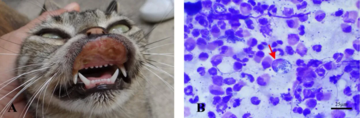 Figura  6.  Amostra  de  gatos  do  Pici.  A)  Úlcera  indolente  grave;  B)  Citologia  de  impressão  da  úlcera,  mostrando  infiltrado  inflamatório  predominantemente  eosinofílico,  mastócitos  íntegros  (seta)  e  degranulados