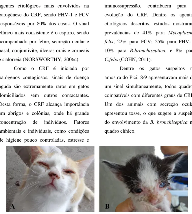 Figura 7. Amostra de gatos do Pici. A) Indícios de secreção ocular e nasal em gato adulto; B) Blefarite  e  conjuntivite em filhote.