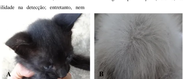 Figura 4. Amostra de gatos do Pici. Principais alterações dermatológicas observadas. A) Lesões crostosas  em fronte e pina; B) Pêlo eriçado com dejetos de pulgas nas regiões médio e caudodorsal