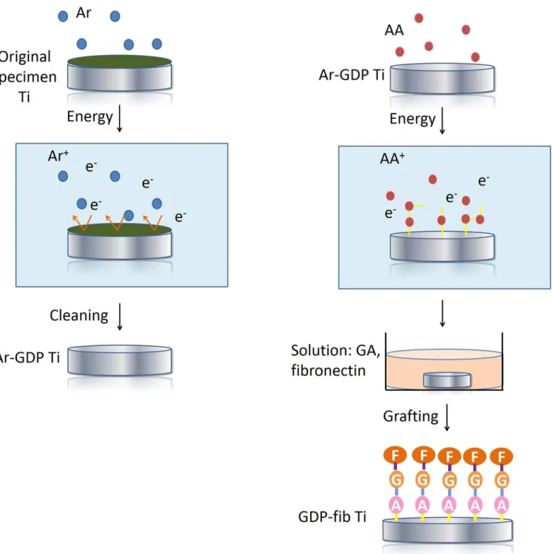 Fig 2. Schematic of sample preparation. (a)The surfaces of Ti discs (original specimens) were cleaned with argon-based GDP