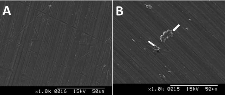 Fig 3. Scanning electron microscopy images of the Ar-GDP (a) and GDP-fib (b) titanium discs