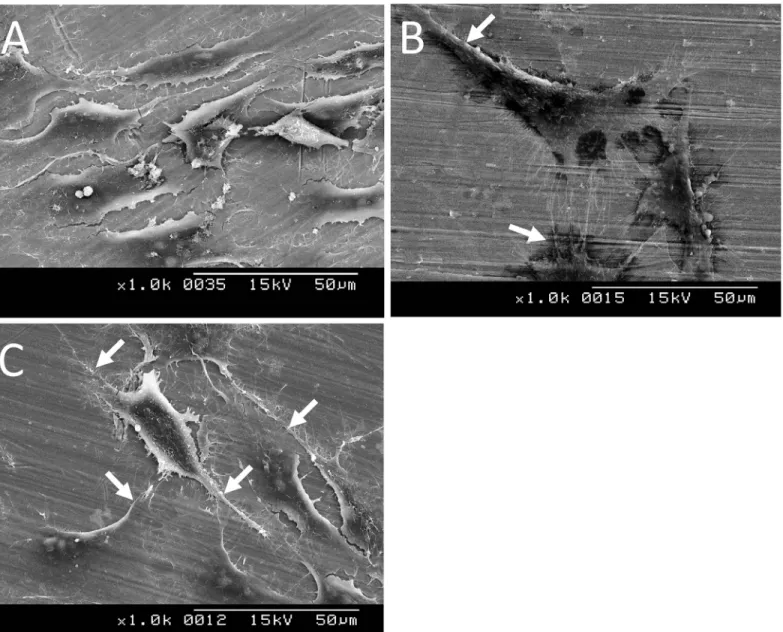 Fig 6. Scanning electron microscopy images of MG-63 cells cultured on original specimen (a), Ar-GDP (b), and GDP-fib (c) titanium discs after 24 h