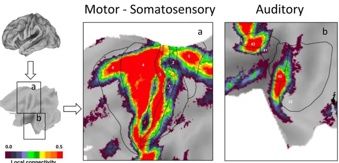 Figure 6. Somatosensory, motor and auditory areas display preferential local functional connectivity