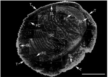 Figure 1. T. solium larval stage a -tubulin distribution. A photographic composite of images from cysticercus cryosections reveals the localization of a-tubulin using DMI-A mAb as a primary antibody