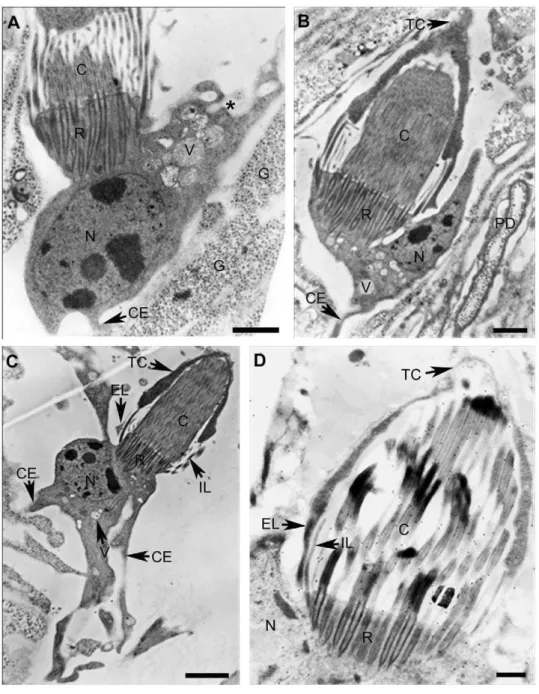 Figure 5. Transmission electron microscopy of flame cells. The complete morphology of three ciliated cells (A, B and C) shows their cell bodies attached to the flames trough a structure of cross-striated rootlets (R)