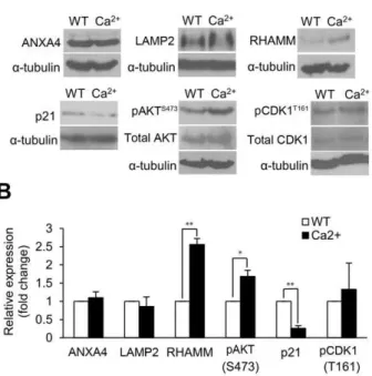 Figure 6. Schematic representation of the molecular mechanism is induced by ANXA4. ANXA4 binds to the plasma membrane in a Ca 2+ - -dependent manner and induces downstream signaling transduction