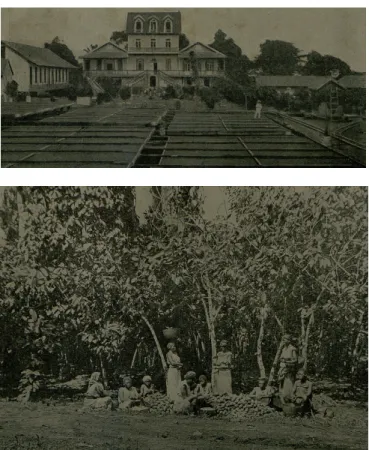 Figura 4 – a) Tabuleiros de secagem de cacau (Theobroma cacao L.) na Roça Santa Cecília,  com a casa principal ao fundo; b) Descasque do cacau (Henriques, 1917)