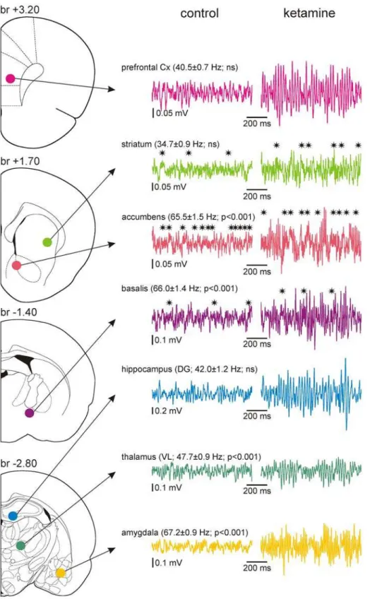 Figure 9. Ketamine increases the amount of ongoing c oscillations in the prefrontal cortex and subcortical structures