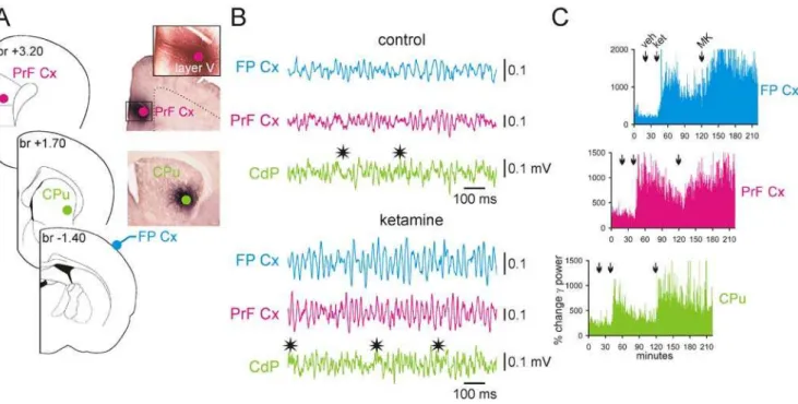 Figure 7. Ketamine or MK-801 increases the amount of c oscillations in the prefrontal cortex and striatum