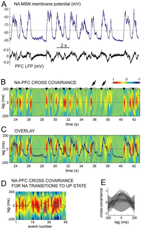 Figure 5. Cross-covariance analysis of intracellular NA neuron membrane potential and PFC LFP in anesthetized rats