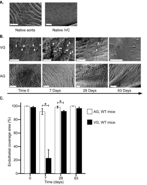Figure 1. Endothelial structure in vascular grafts. Scanning electron microscopy images of endothelium in AGs and VGs (magnification 1K to 1.9K, scale bar = 50 mm)