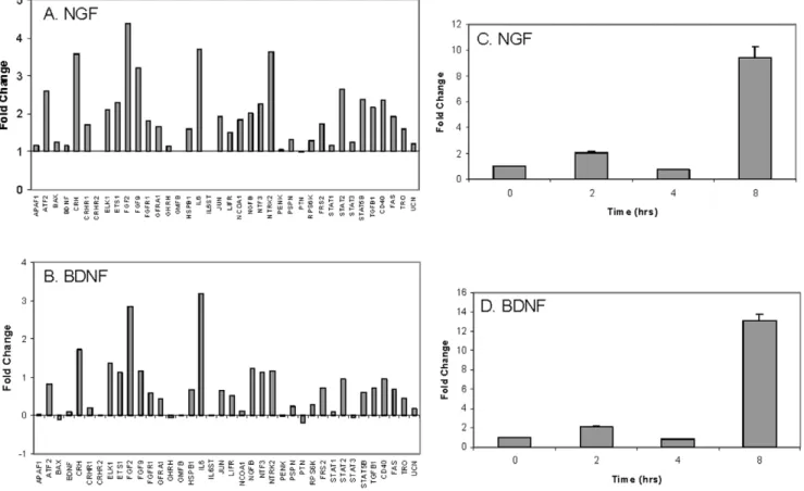 Figure 3. NGF or BDNF changes the gene expression profile of BMSC and increases IL-6 mRNA
