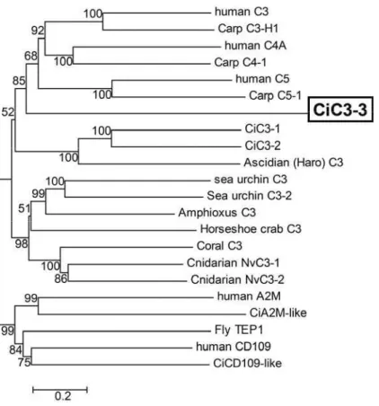 Fig. 1 Phylogenetic tree of TEP family members constructed by the Neighbor-Joining method using the entire  amino acid sequences