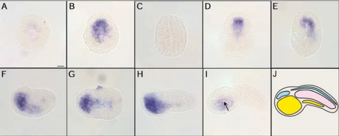 Fig. 5 Spatial expression pattern of CiC3-3 detected by whole mount in situ hybridization in the early gastrula  through the mid tailbud stage embryos