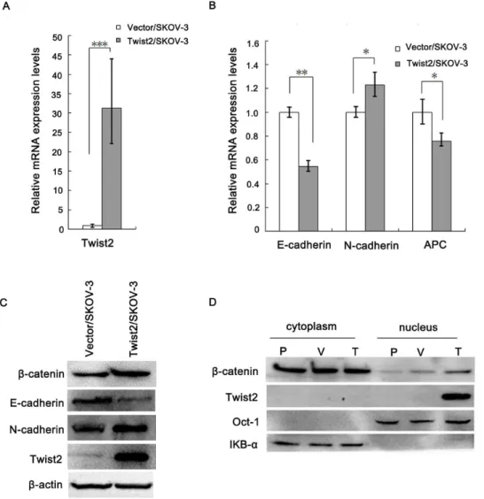 Figure 5. Twist2 changed the expressions of E-cadherin, N-cadherin, and distribution of b-catenin in SKOV-3 cells