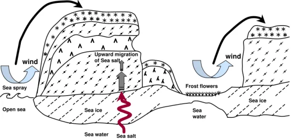 Fig. 1. Illustration of the main three processes suspected of supplying sea salt ions to marine snow: wind-transport of sea spray, upward migration from sea ice, and wind-blown frost flowers.