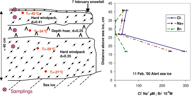 Fig. 2. Stratigraphy and concentrations of Cl − , Na + and Br − in a snow bank on sea ice near Alert, on 11 February 2000