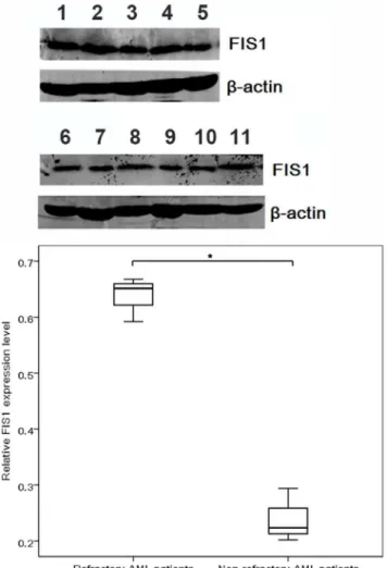 Figure 3. Immunobloting of FIS1 in primary refractory AML patients (1–5) and non-refractory AML patients (6–11).