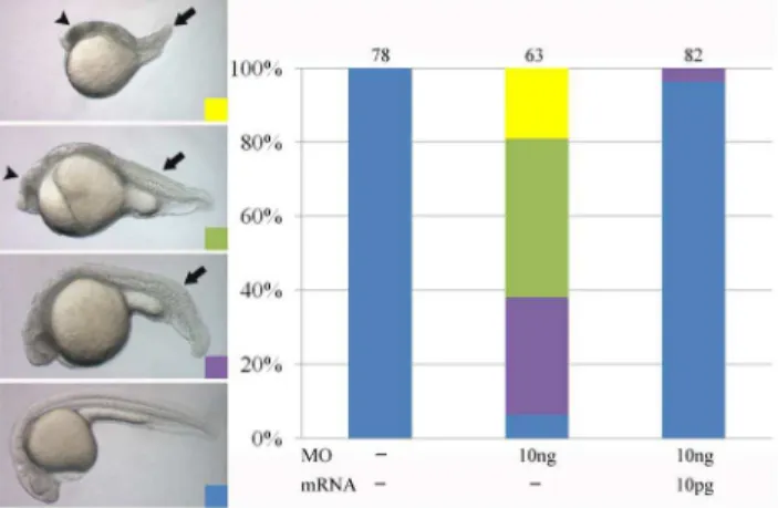 Figure 1. March8 morphants show developmental defects. (A) March8 MO-injected embryos showed different levels of morphological defects as compared with WT, including cell death (arrowhead), shortened body axis and kinked tail (arrow)