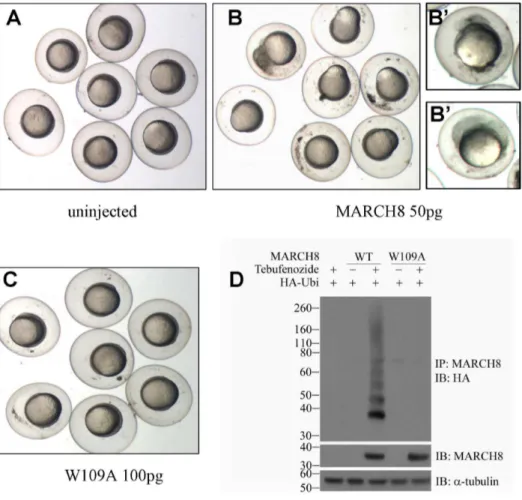 Figure 2. Overexpression of march8 mRNA induces early embryonic death. (A–C) Uninjected embryos (A), and embryos injected with WT march8 mRNA (B) or RING domain mutant (W109A) march8 mRNA (C), at shield to 60% epiboly stage