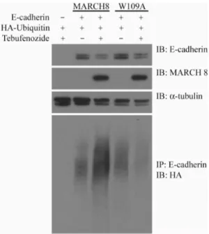 Figure 7. E-cadherin is ubiquitinated by March 8. HEK293T cells were transfected with HA-Ubiquitin, E-cadherin-GFP, and WT or W109A mutant March8, as indicated, and March8 expression was induced with tebufenozide (see Materials and Methods)