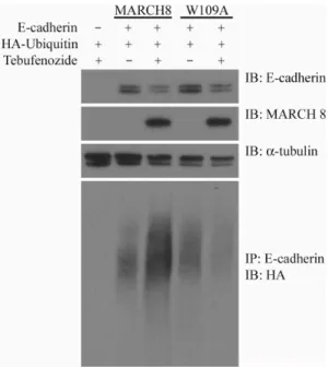 Figure 7. E-cadherin is ubiquitinated by March 8. HEK293T cells were transfected with HA-Ubiquitin, E-cadherin-GFP, and WT or W109A mutant March8, as indicated, and March8 expression was induced with tebufenozide (see Materials and Methods)