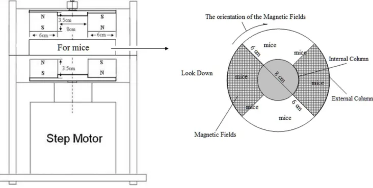 Figure 7. Magnetic fields regulate Th17/Treg balance and down-regulate the inhibitory function of Treg cells in spleen