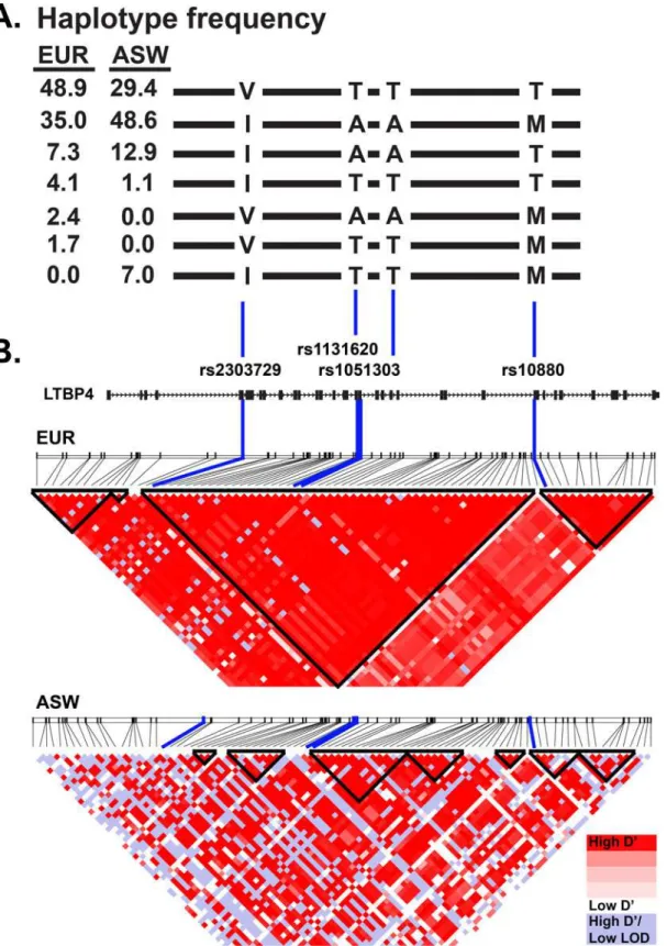 Fig 1. Linkage disequilibrium across the LTBP4 locus varies with ethnicity. A. Haplotype frequency of LTBP4 single nucleotide polymorphisms rs2303729, rs1131620, rs1051303, and rs10880