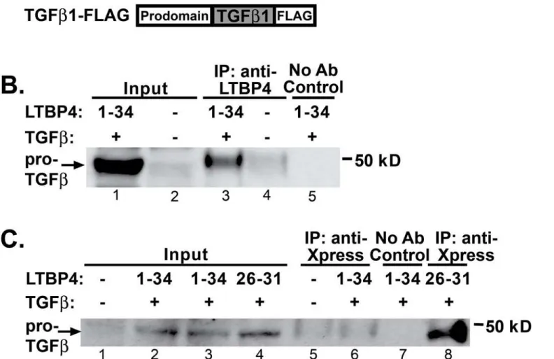 Fig 3. TGFβ1 binds the carboxy terminus of LTBP4. A. HEK293T cells were transfected with human constructs to express LTBP4 and TGFβ1
