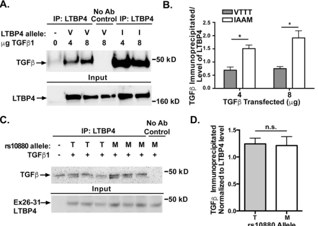 Fig 4. LTBP4-IAAM binds more TGFβ1 than LTBP4-VTTT. A. HEK293T cells were co-transfected with constructs expressing pro-TGFβ1 and either LTBP4-VTTT (V) or LTBP4-IAAM (I)