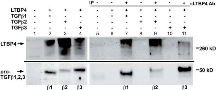 Fig 5. LTBP4 binds TGFβ 1, 2, and 3 isoforms. HEK293T cells were co-transfected with LTBP4 and either TGFβ1, TGFβ2, or TGFβ3