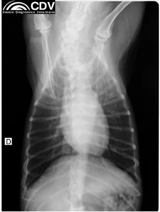Figura 1: Radiografia do paciente em projeção dorso-ventral. 